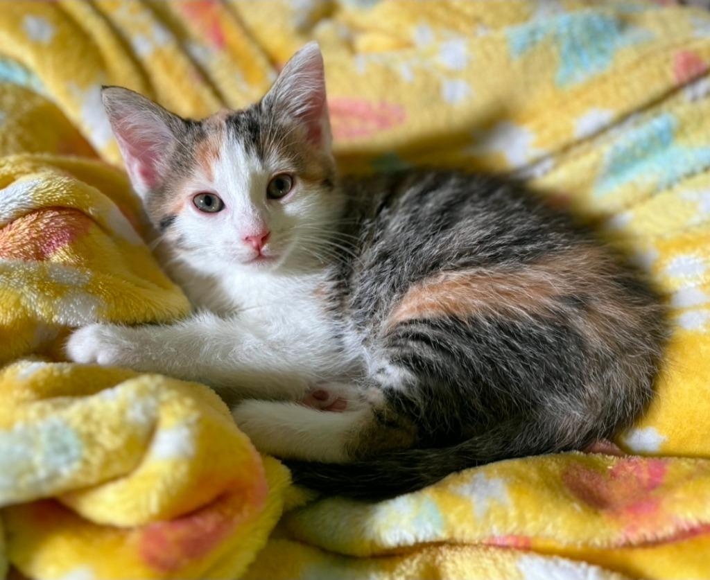 Star, Adoptable, Kitten Female Domestic Short Hair.