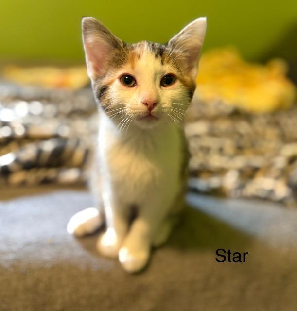 Enlarge Star, a Adoptable mixed breed in Johnson City, TN image 3/6