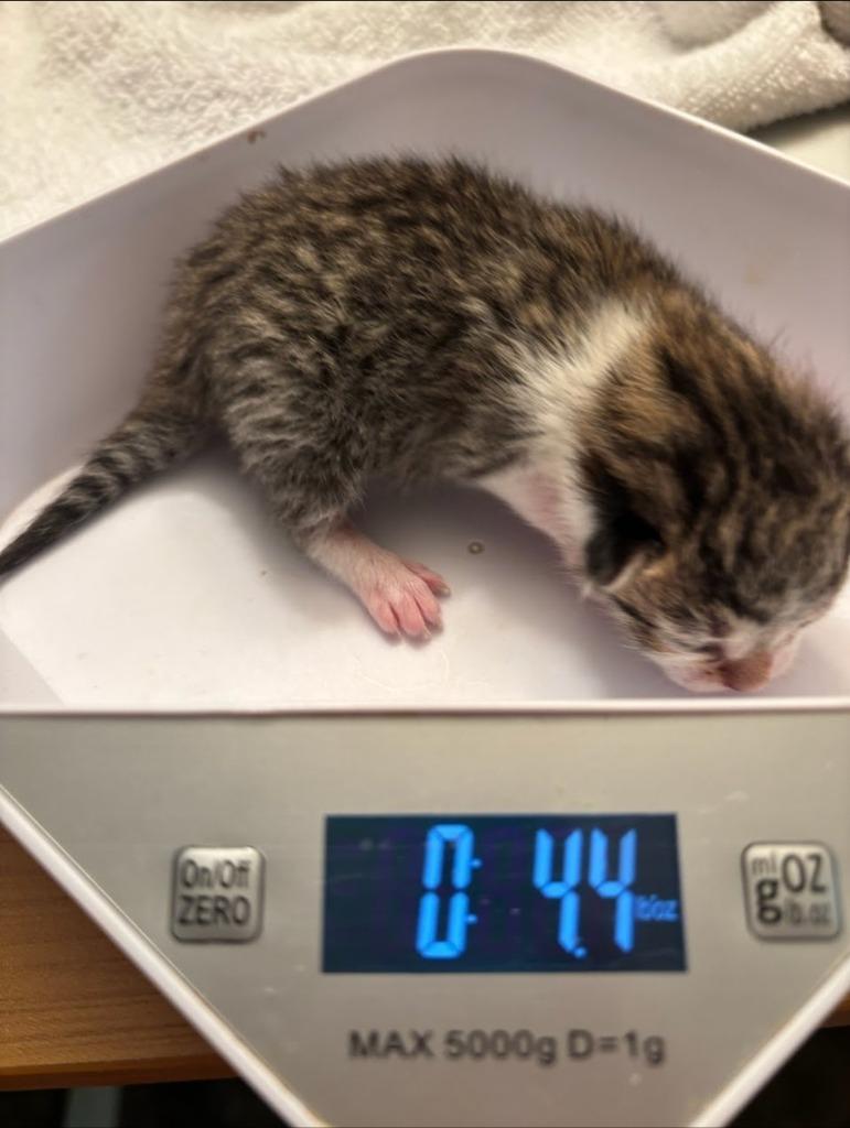 Enlarge Star, a Adoptable mixed breed in Johnson City, TN image 4/6