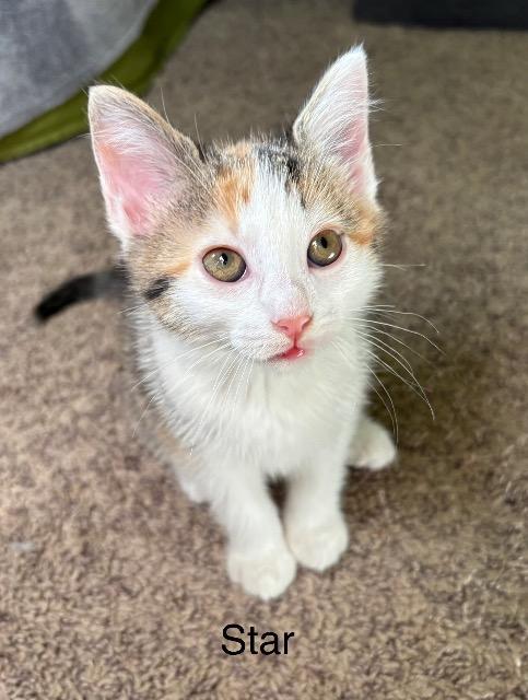 Enlarge Star, a Adoptable mixed breed in Johnson City, TN image 5/6