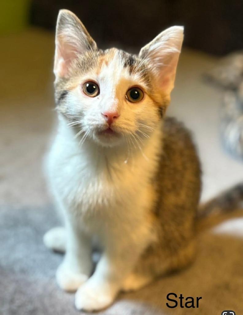 Enlarge Star, a Adoptable mixed breed in Johnson City, TN image 6/6