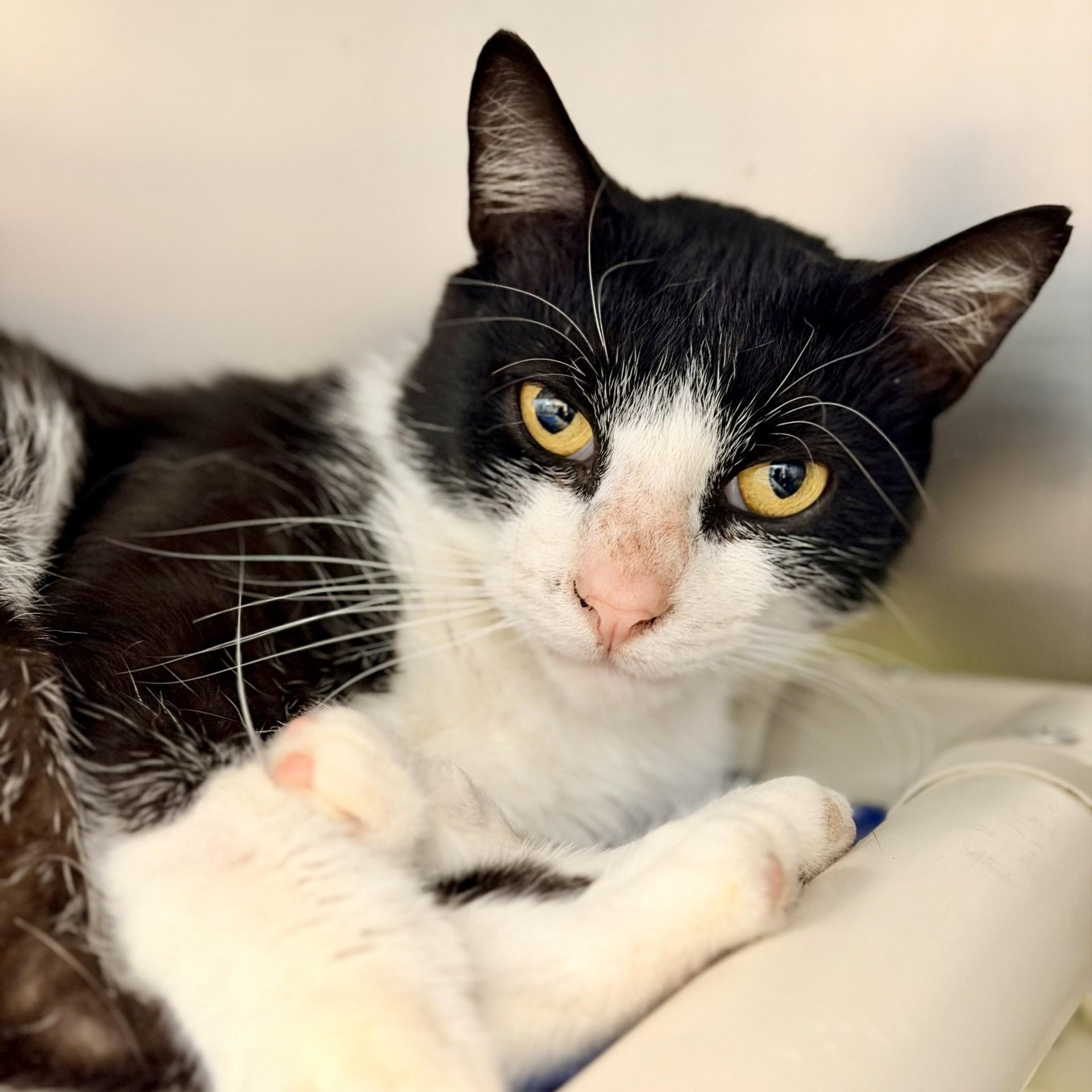 Boots, ADOPTABLE, Adult Male Domestic Short Hair.