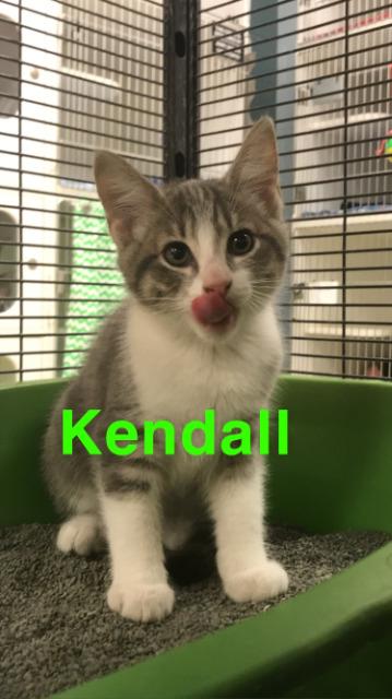 Kendall/Jack (Michael Dr), Adoptable, Adult Male Domestic Short Hair.