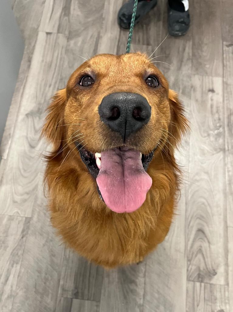 Wynston, Adopted, Young Male Golden Retriever & Irish Setter.