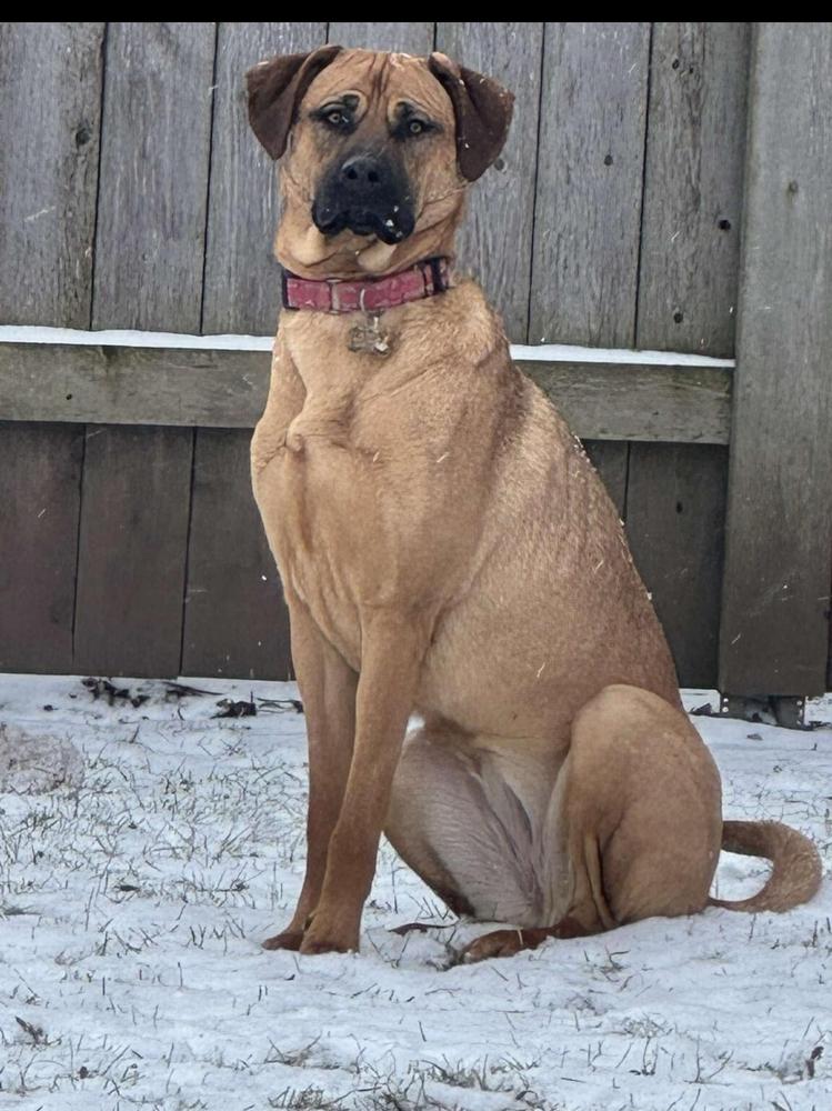 Whiskey, a Adoptable mixed breed in Fredonia, WI image 1/6