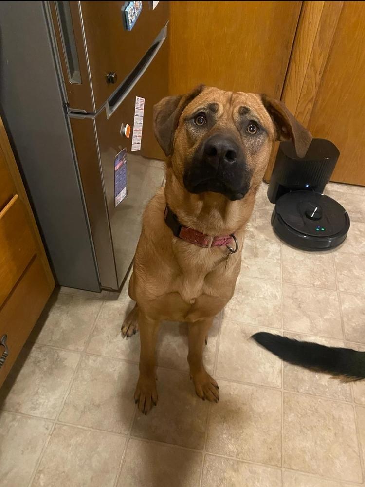 Whiskey, a Adoptable mixed breed in Fredonia, WI image 2/6