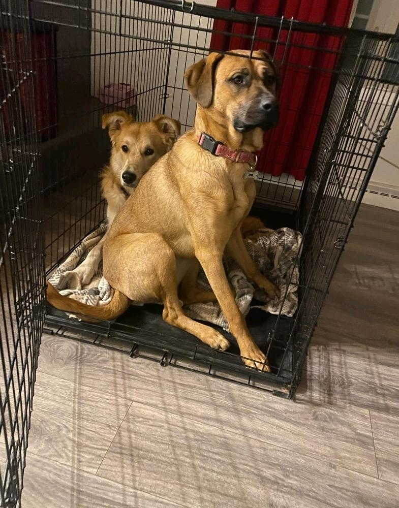 Whiskey, a Adoptable mixed breed in Fredonia, WI image 3/6