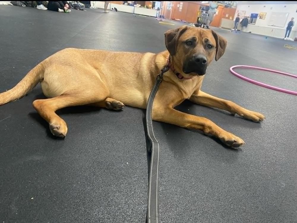 Whiskey, a Adoptable mixed breed in Fredonia, WI image 4/6