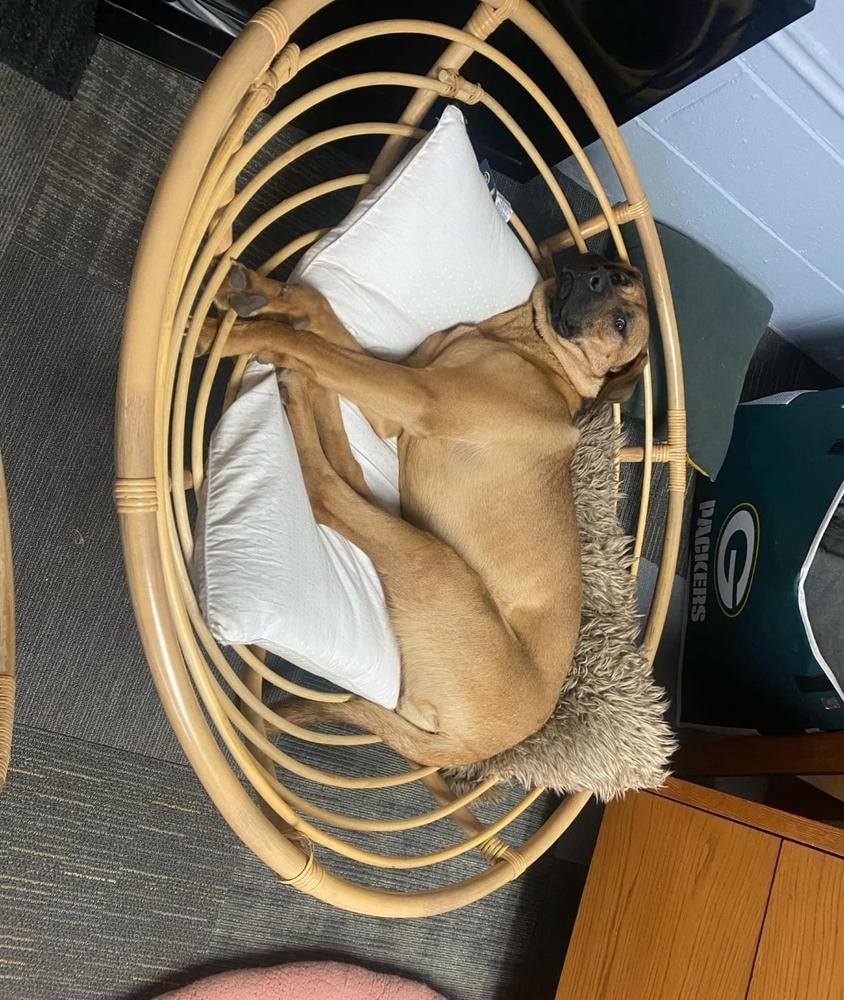 Whiskey, a Adoptable mixed breed in Fredonia, WI image 5/6