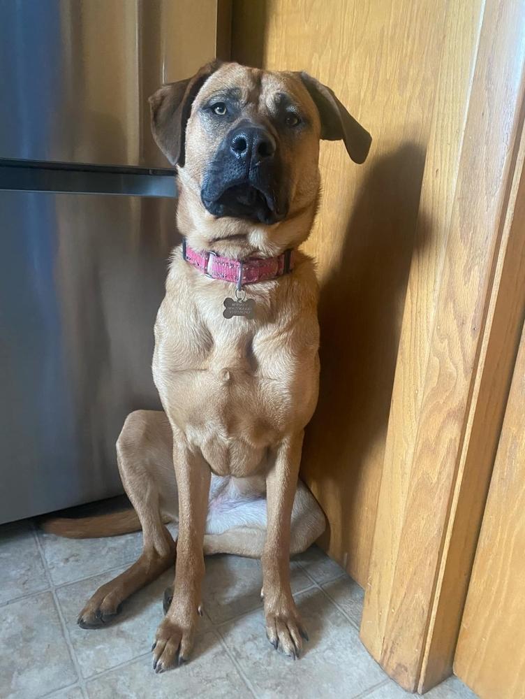 Whiskey, a Adoptable mixed breed in Fredonia, WI image 6/6