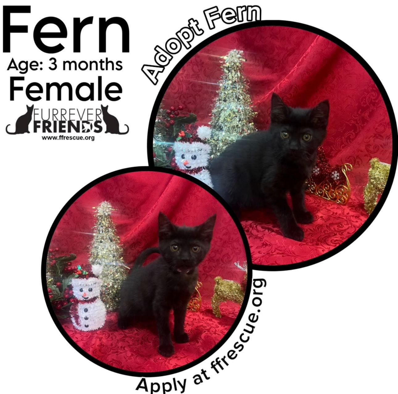 Enlarge Fern, a Adoptable Domestic Short Hair in Woodbury, NJ image 1/1