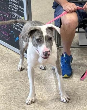 Enlarge Stella, a Adoptable mixed breed in Cicero, IN image 1/2