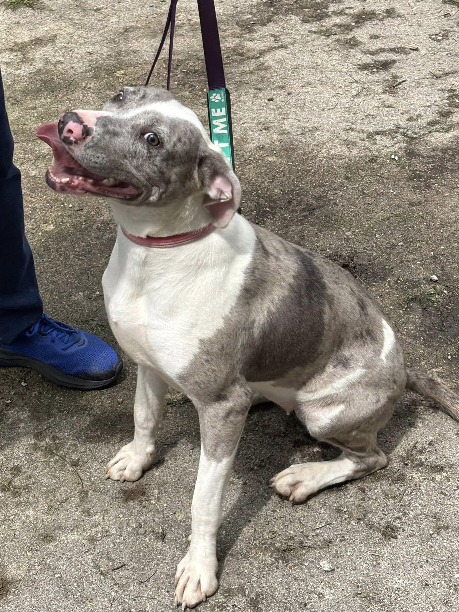 Stella, Adoptable, Young Female Catahoula Leopard Dog.