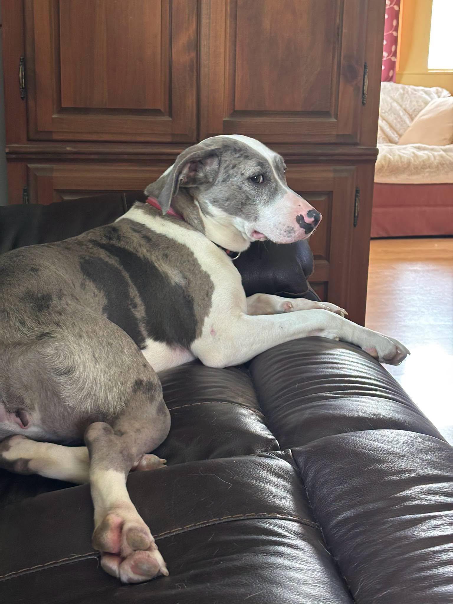 Stella, a Adoptable mixed breed in Cicero, IN image 1/3