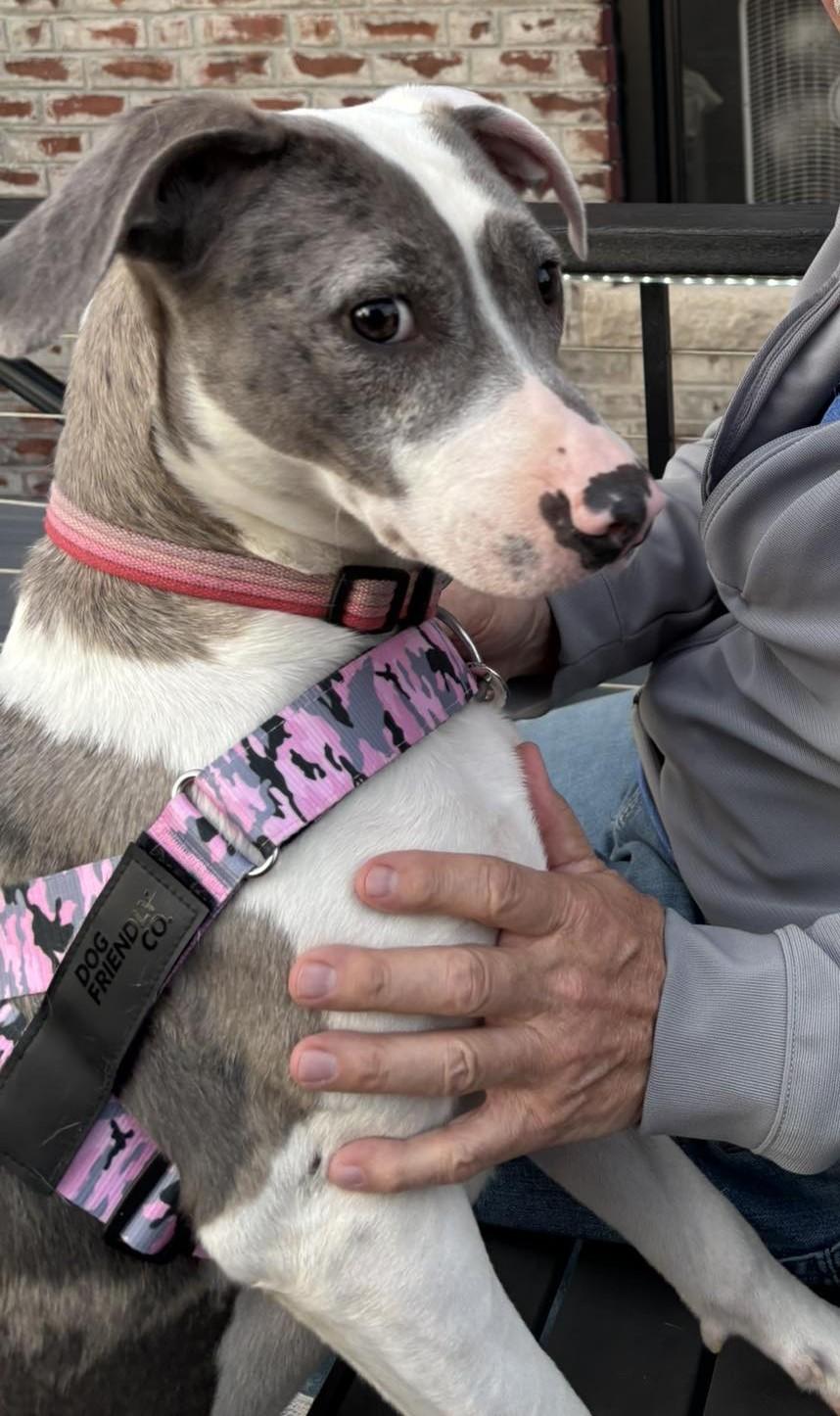 Stella, Adoptable, Adult Female Catahoula Leopard Dog.