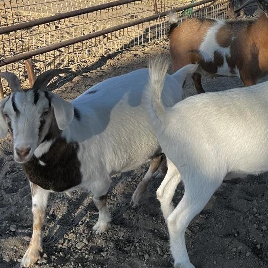 Enlarge Bridget, a Adoptable Nigerian Dwarf in Salem, OR image 1/2