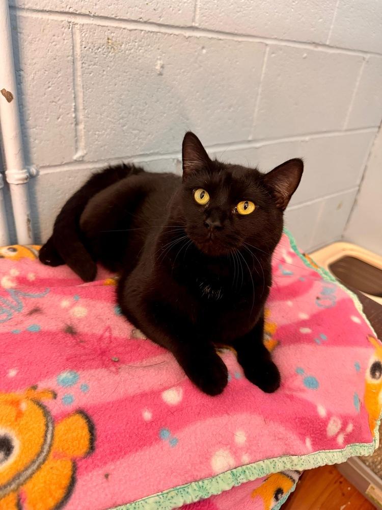 Enlarge Chalupa, a Adoptable mixed breed in West Mifflin, PA image 1/4