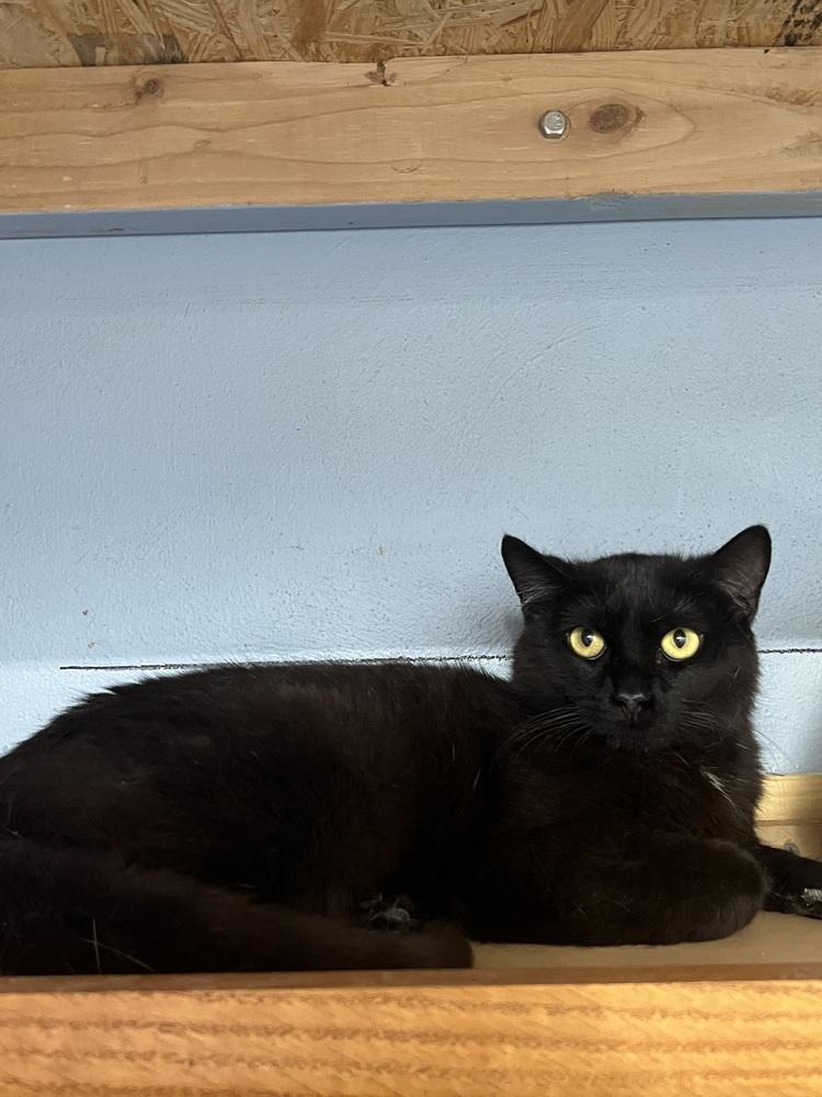 Enlarge Chalupa, a Adoptable mixed breed in West Mifflin, PA image 2/4