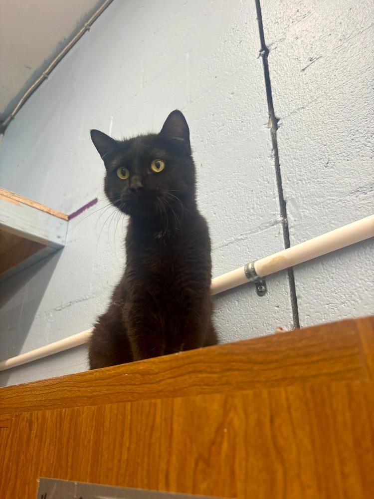 Enlarge Chalupa, a Adoptable mixed breed in West Mifflin, PA image 3/4