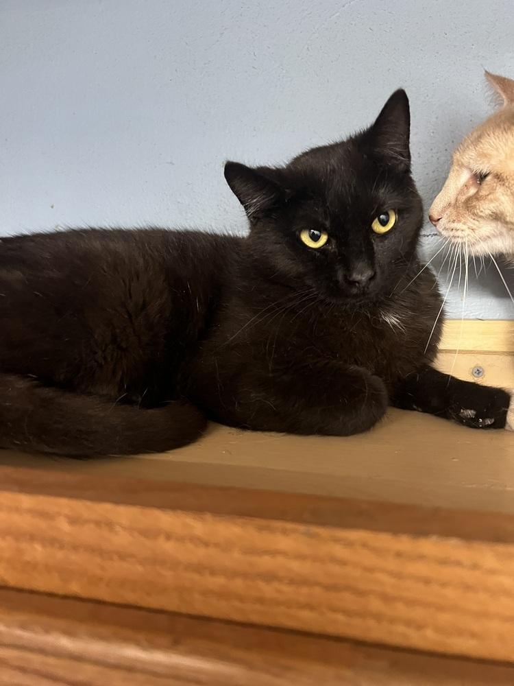 Enlarge Chalupa, a Adoptable mixed breed in West Mifflin, PA image 4/4