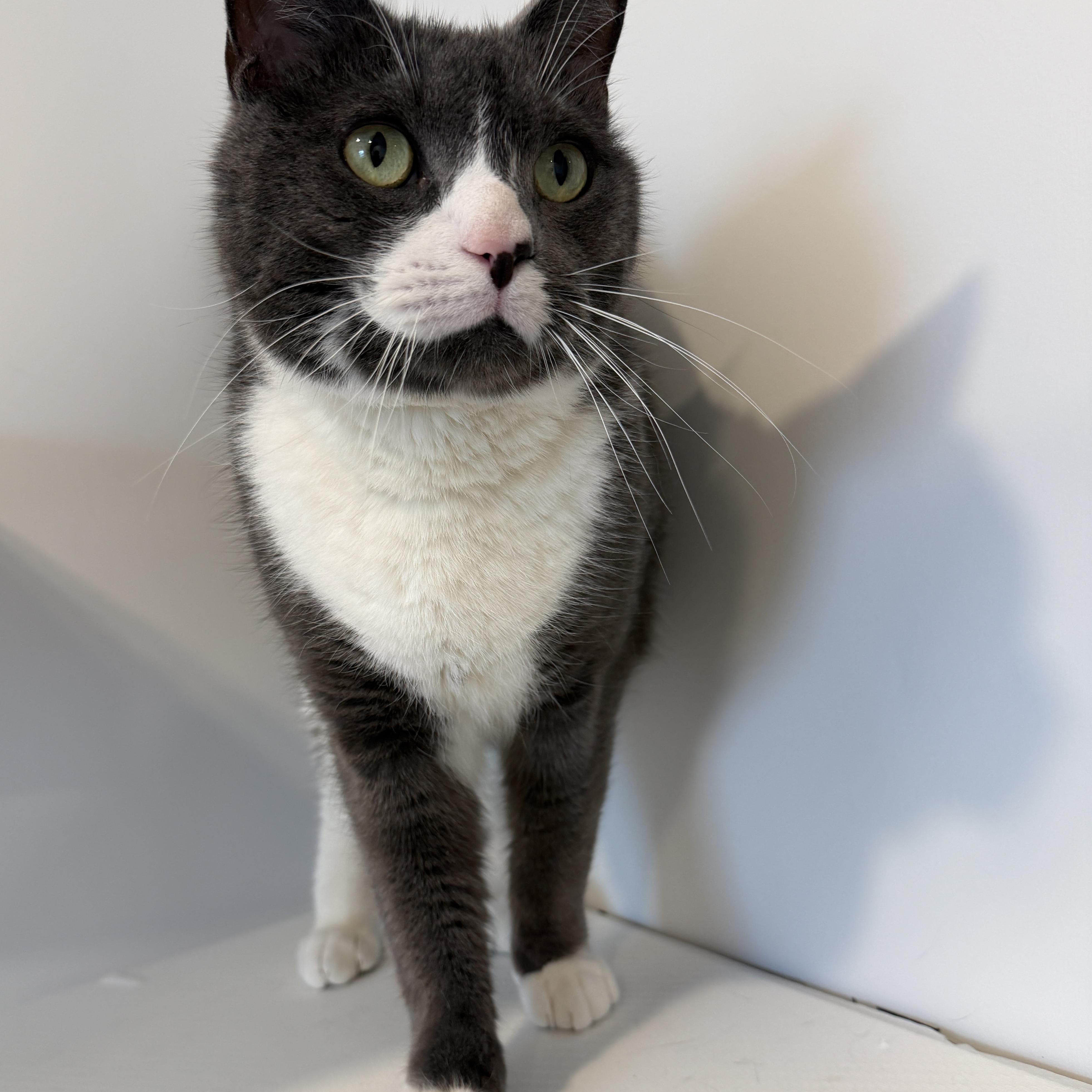 Enlarge Eddie, a ADOPTABLE American Shorthair in Hull, MA image 2/6