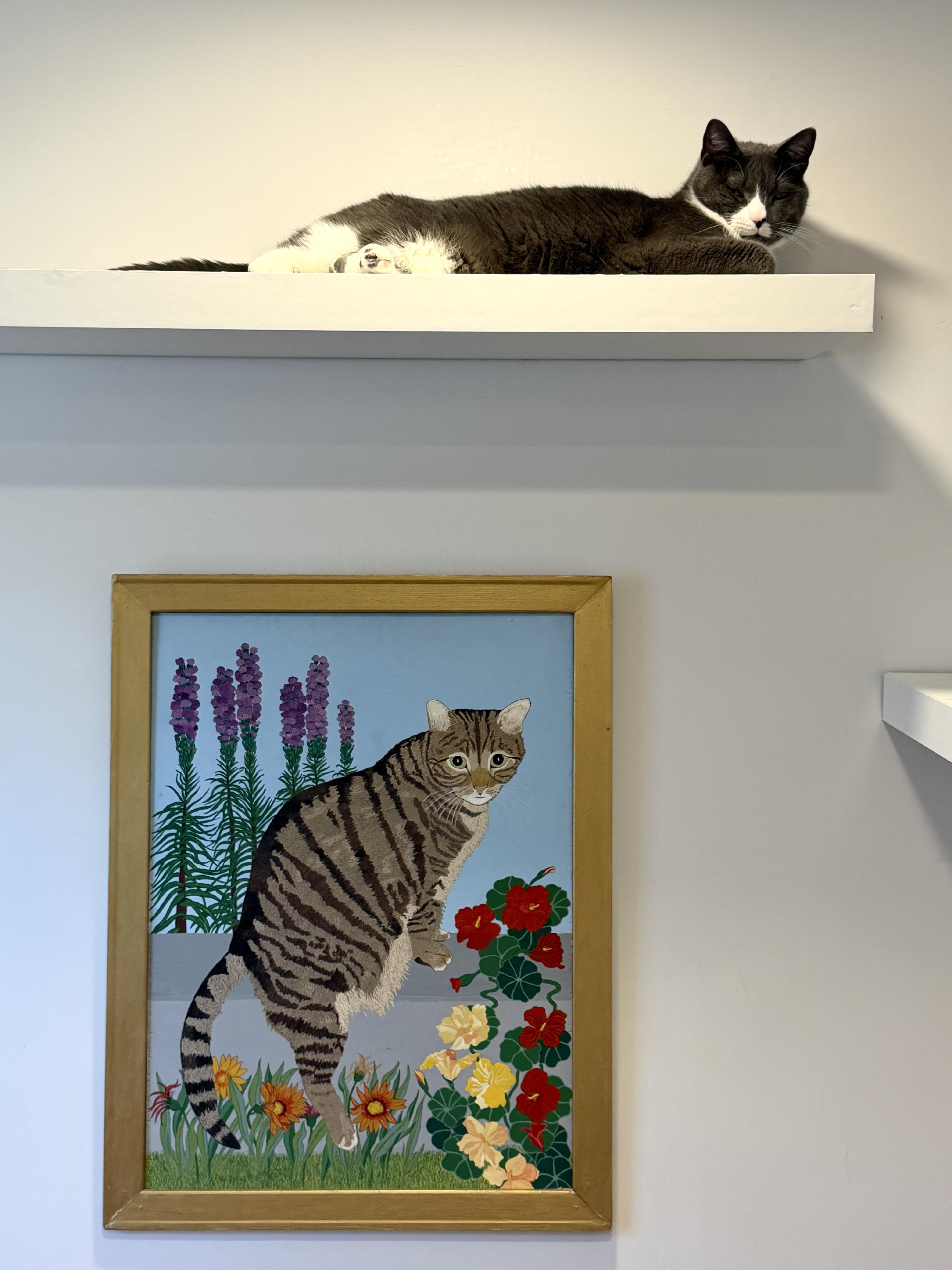 Enlarge Eddie, a ADOPTABLE American Shorthair in Hull, MA image 3/6