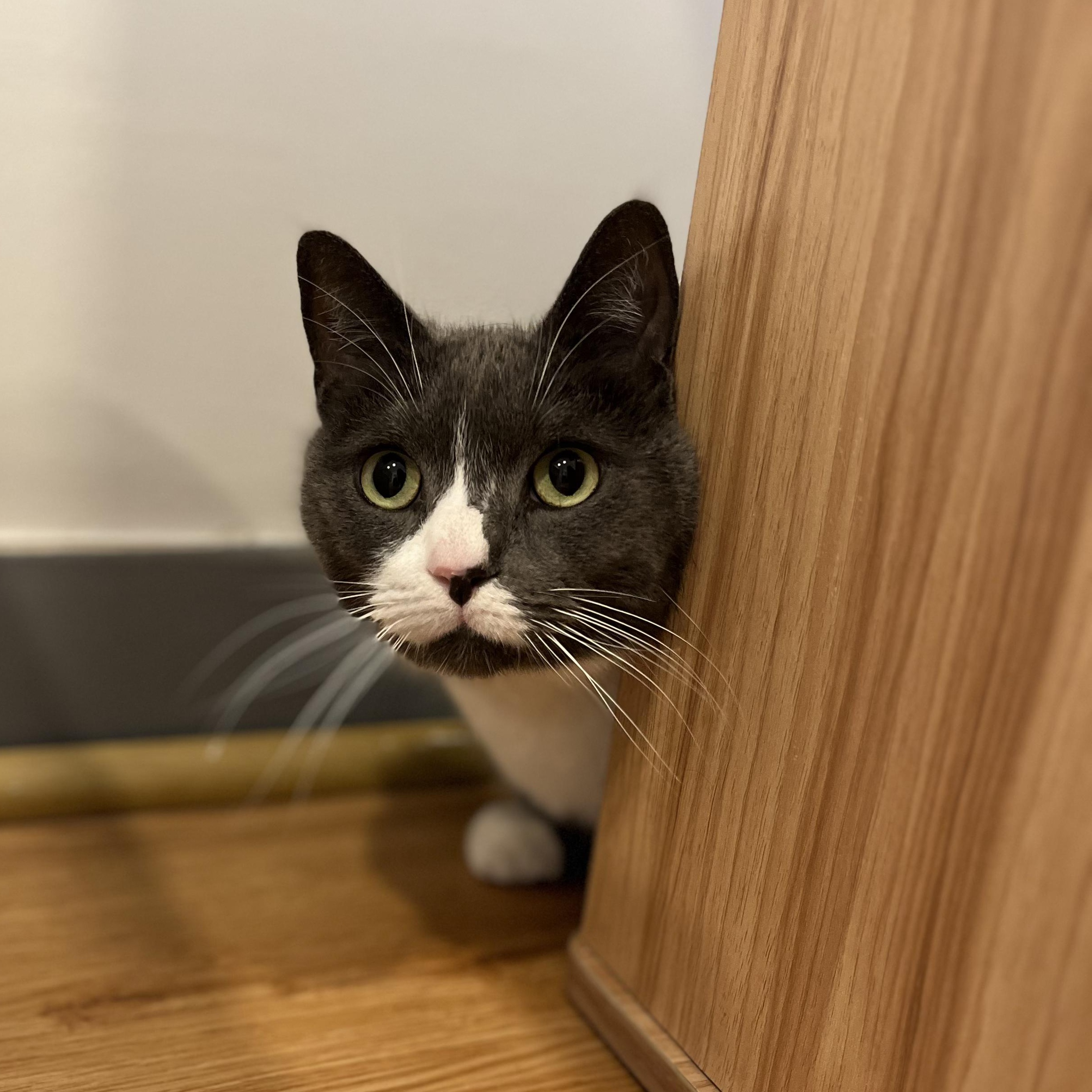 Enlarge Eddie, a ADOPTABLE American Shorthair in Hull, MA image 2/2