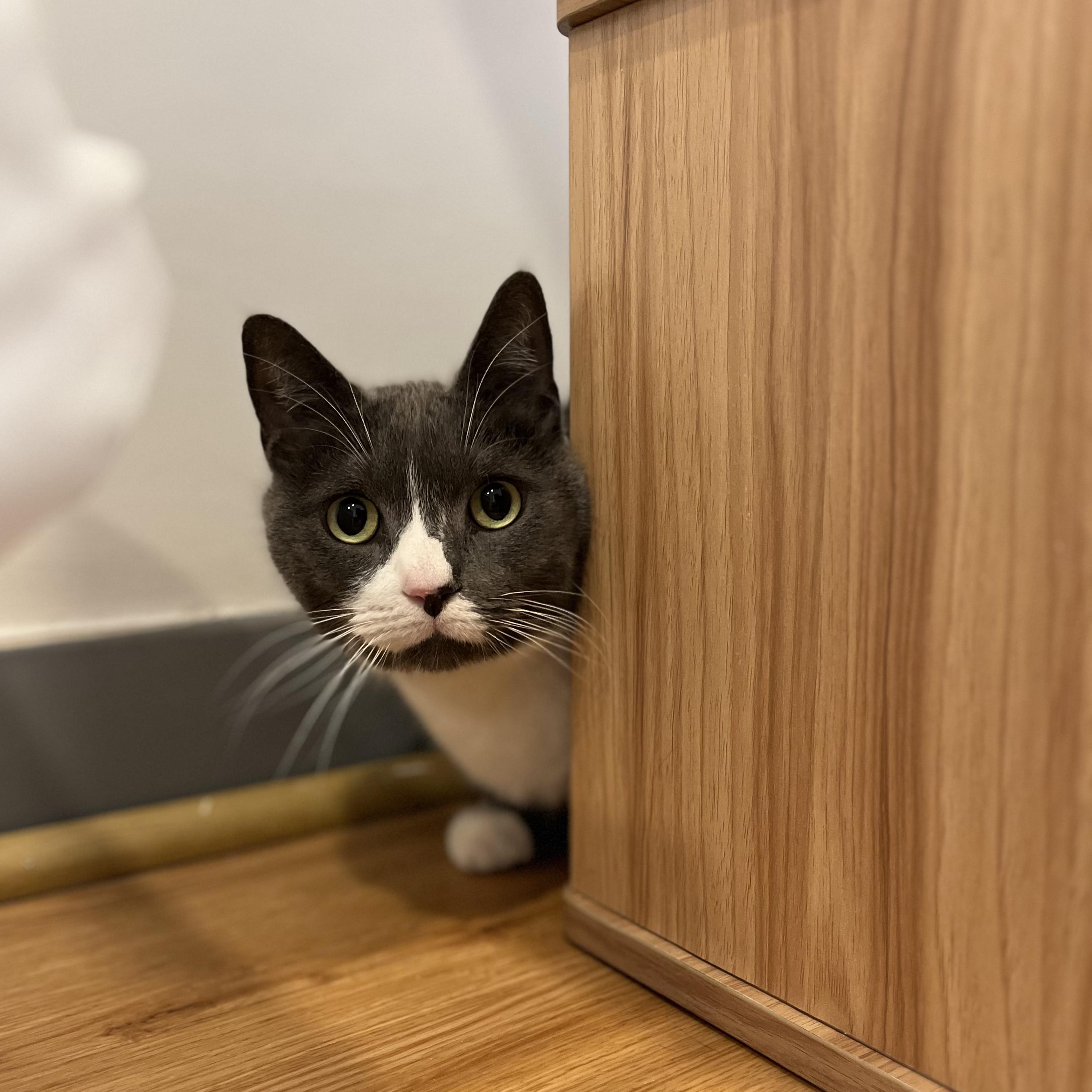 Enlarge Eddie, a ADOPTABLE American Shorthair in Hull, MA image 1/2