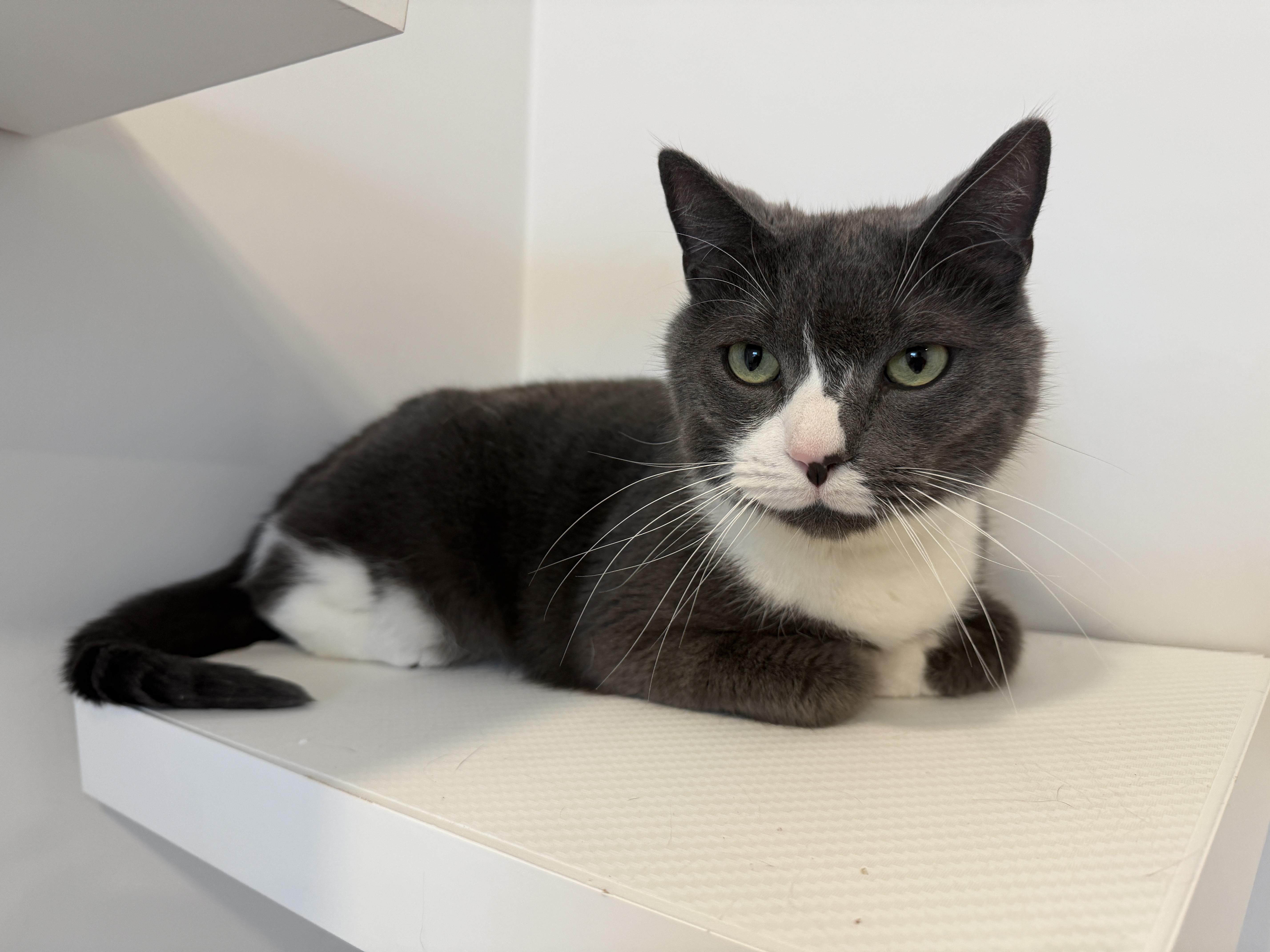 Enlarge Eddie, a ADOPTABLE American Shorthair in Hull, MA image 5/6