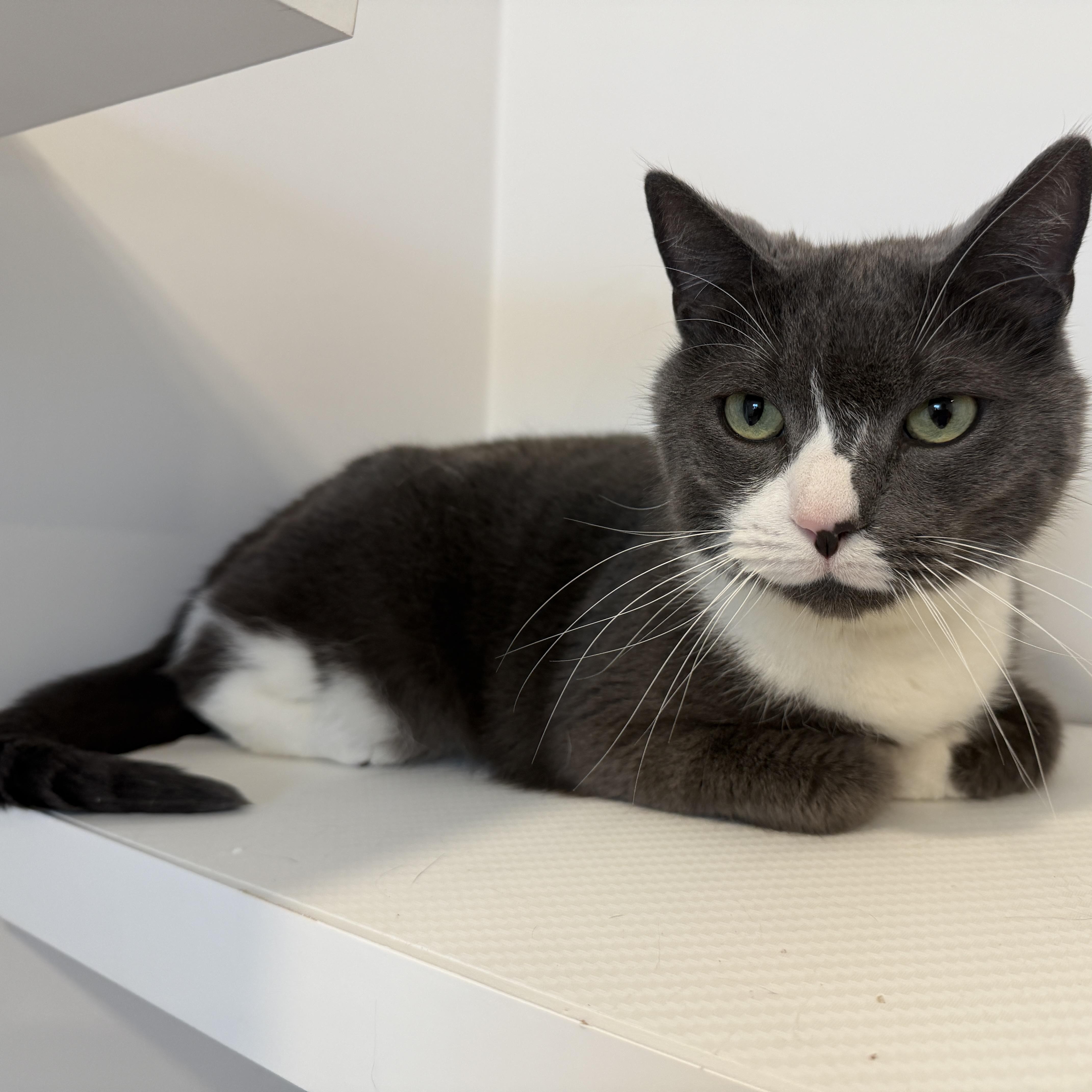 Eddie, a ADOPTABLE American Shorthair in Hull, MA image 3/5
