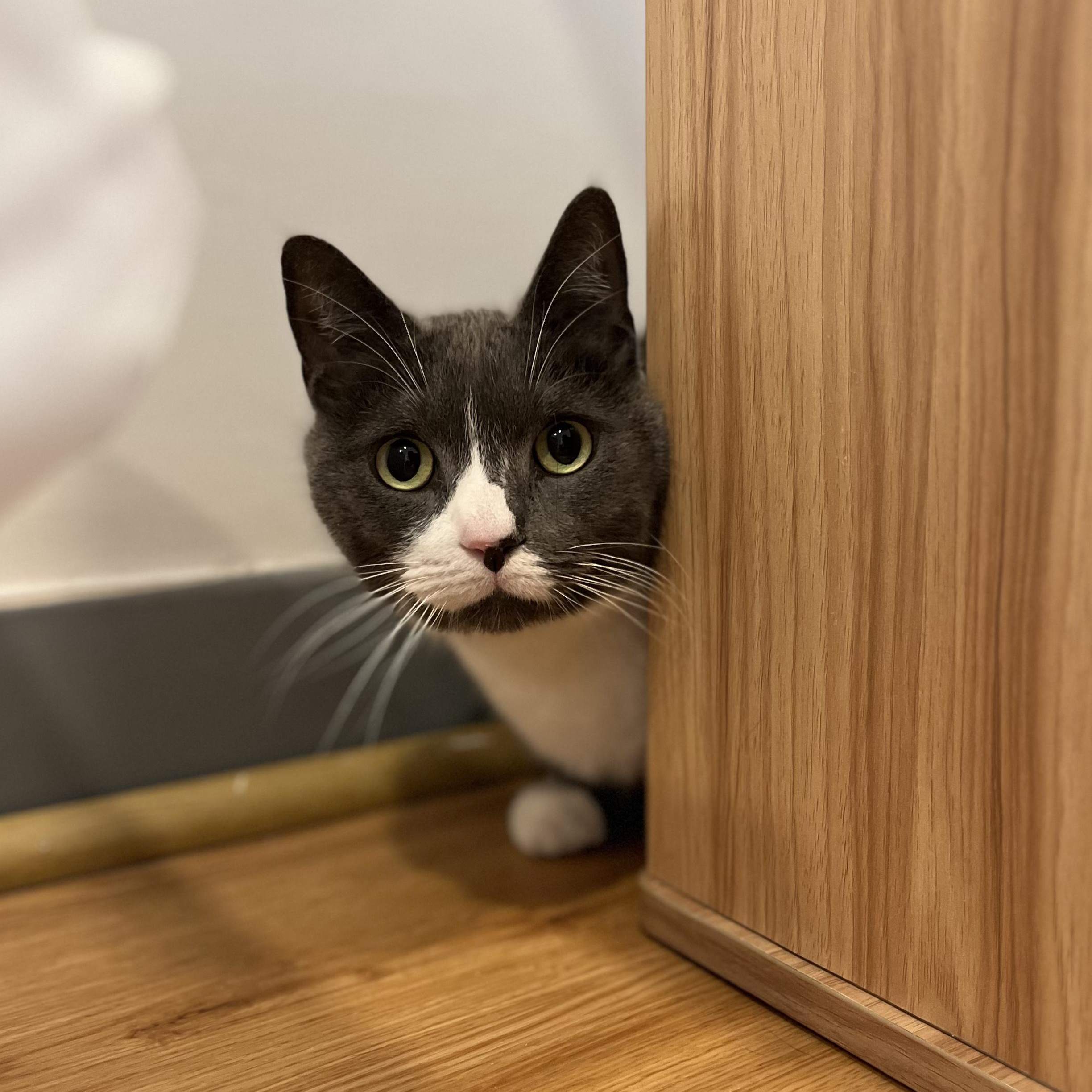 Eddie, ADOPTABLE, Adult Male American Shorthair.