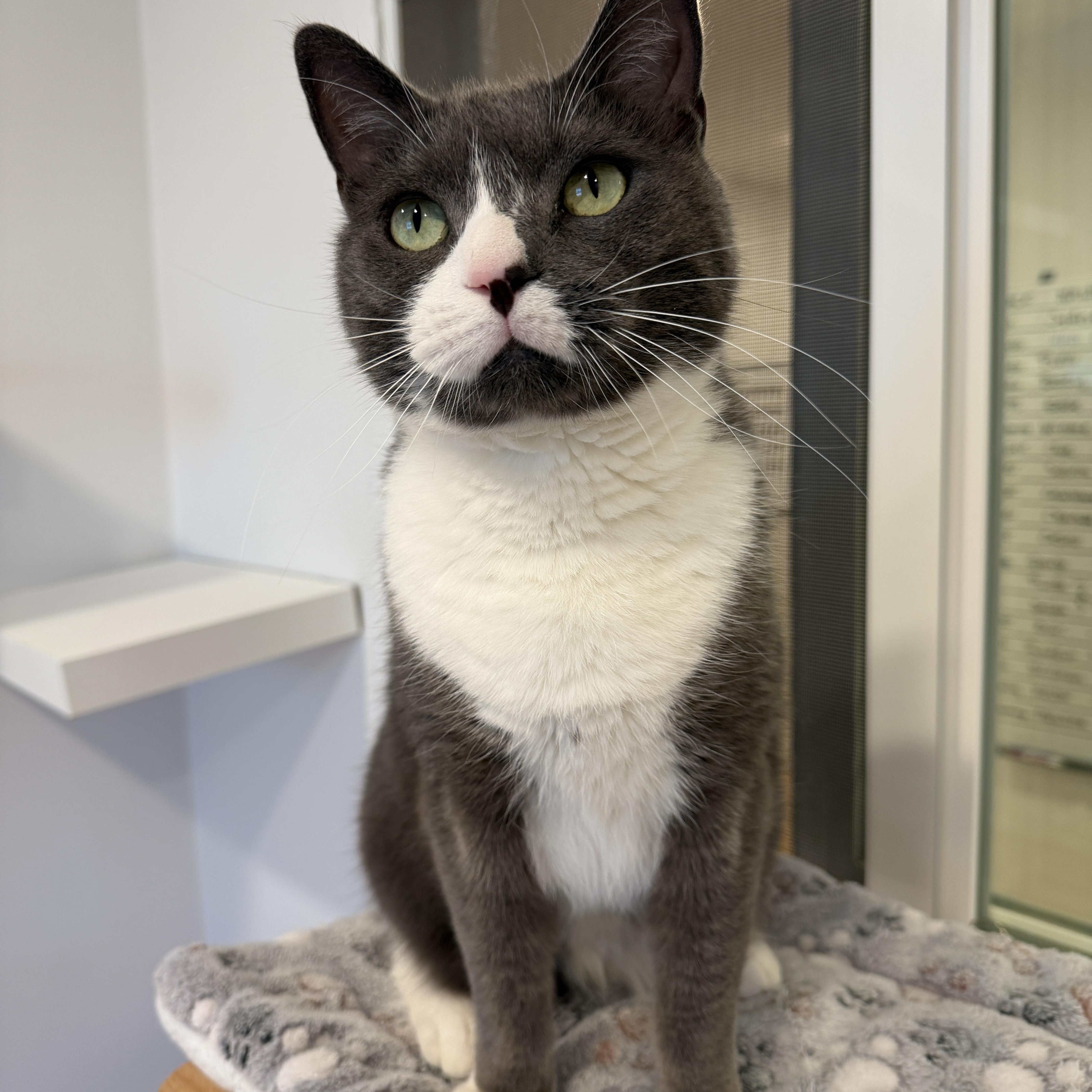 Eddie, a ADOPTABLE American Shorthair in Hull, MA image 2/5