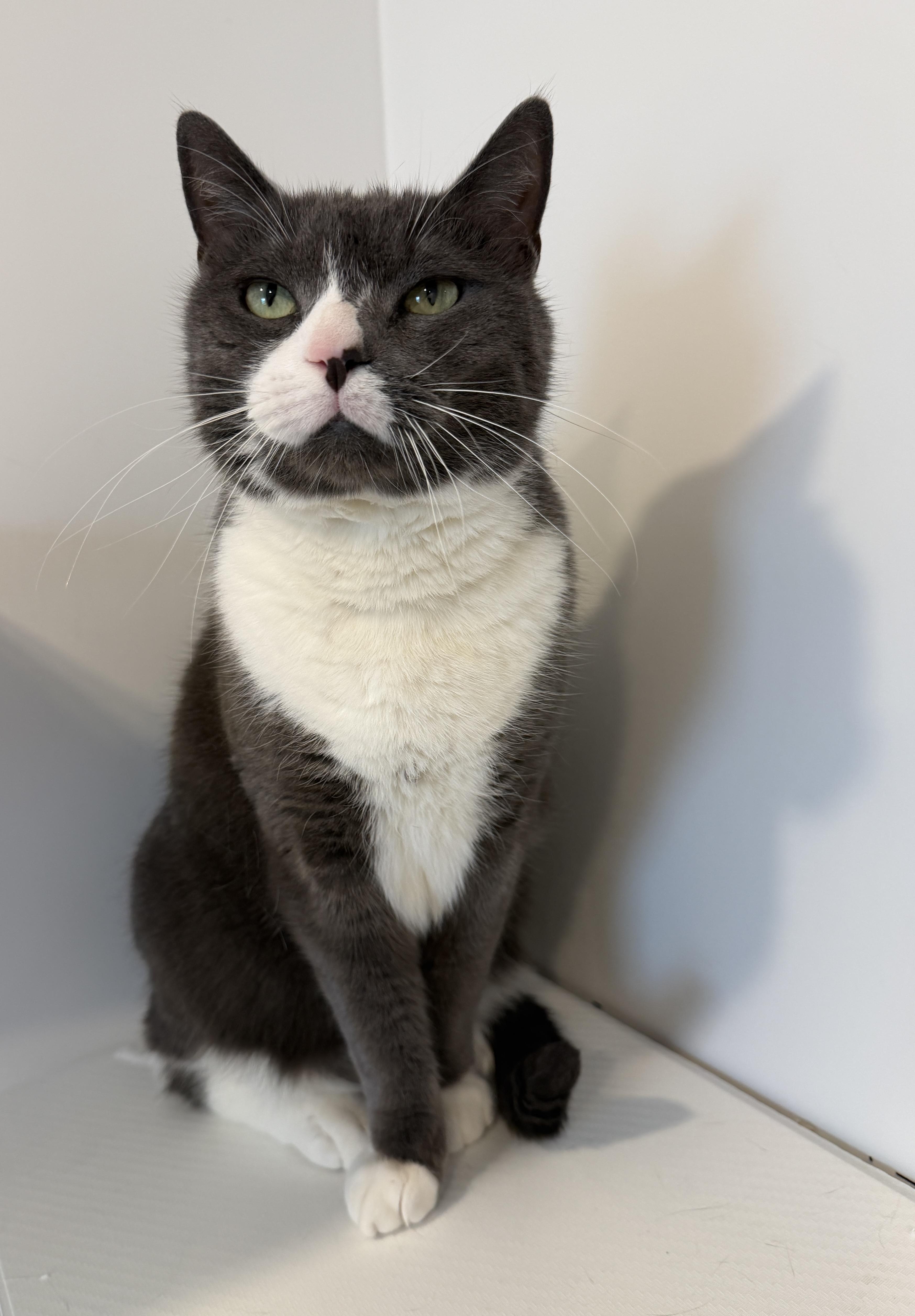 Enlarge Eddie, a ADOPTABLE American Shorthair in Hull, MA image 1/6