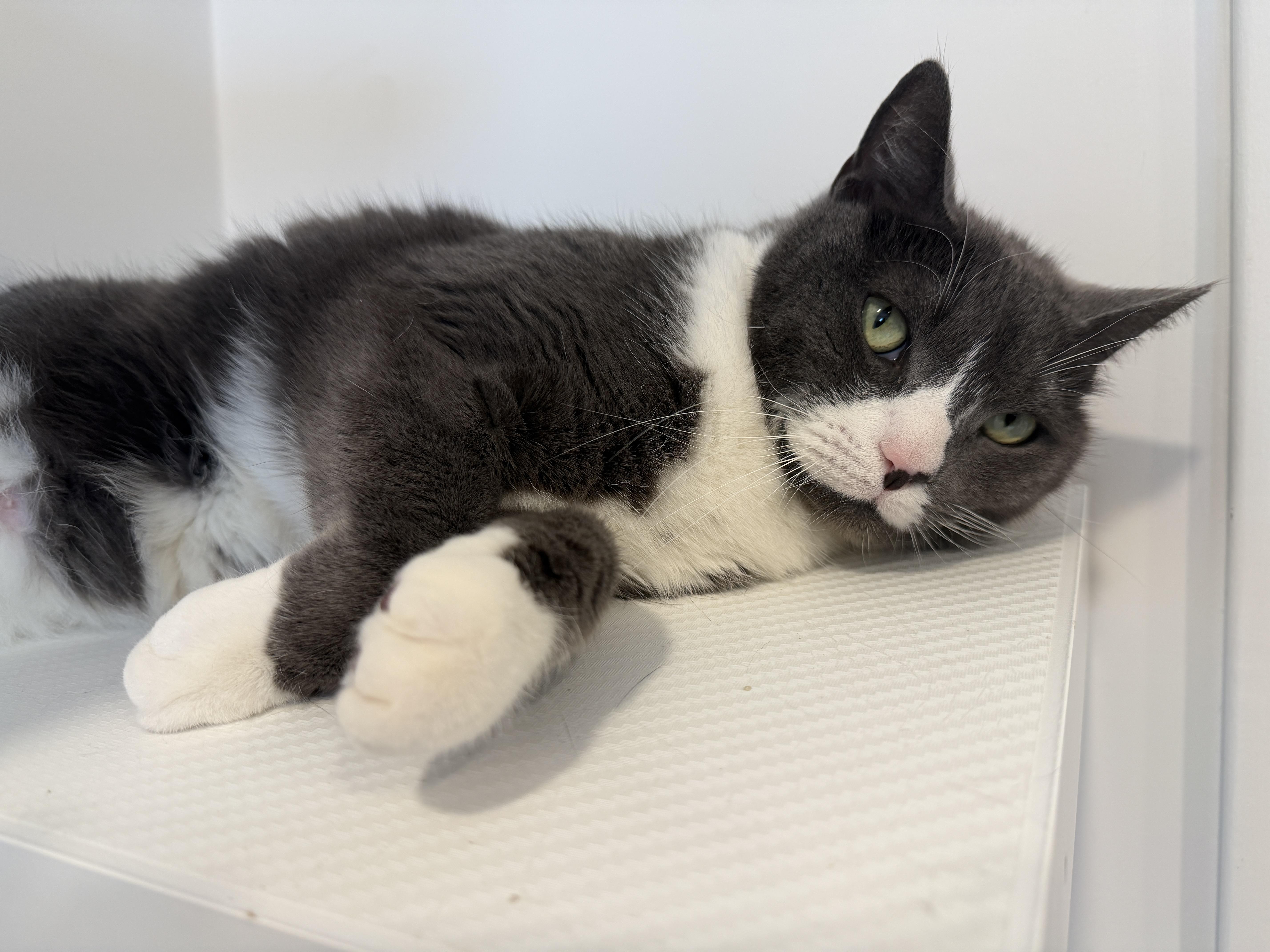 Enlarge Eddie, a ADOPTABLE American Shorthair in Hull, MA image 4/6