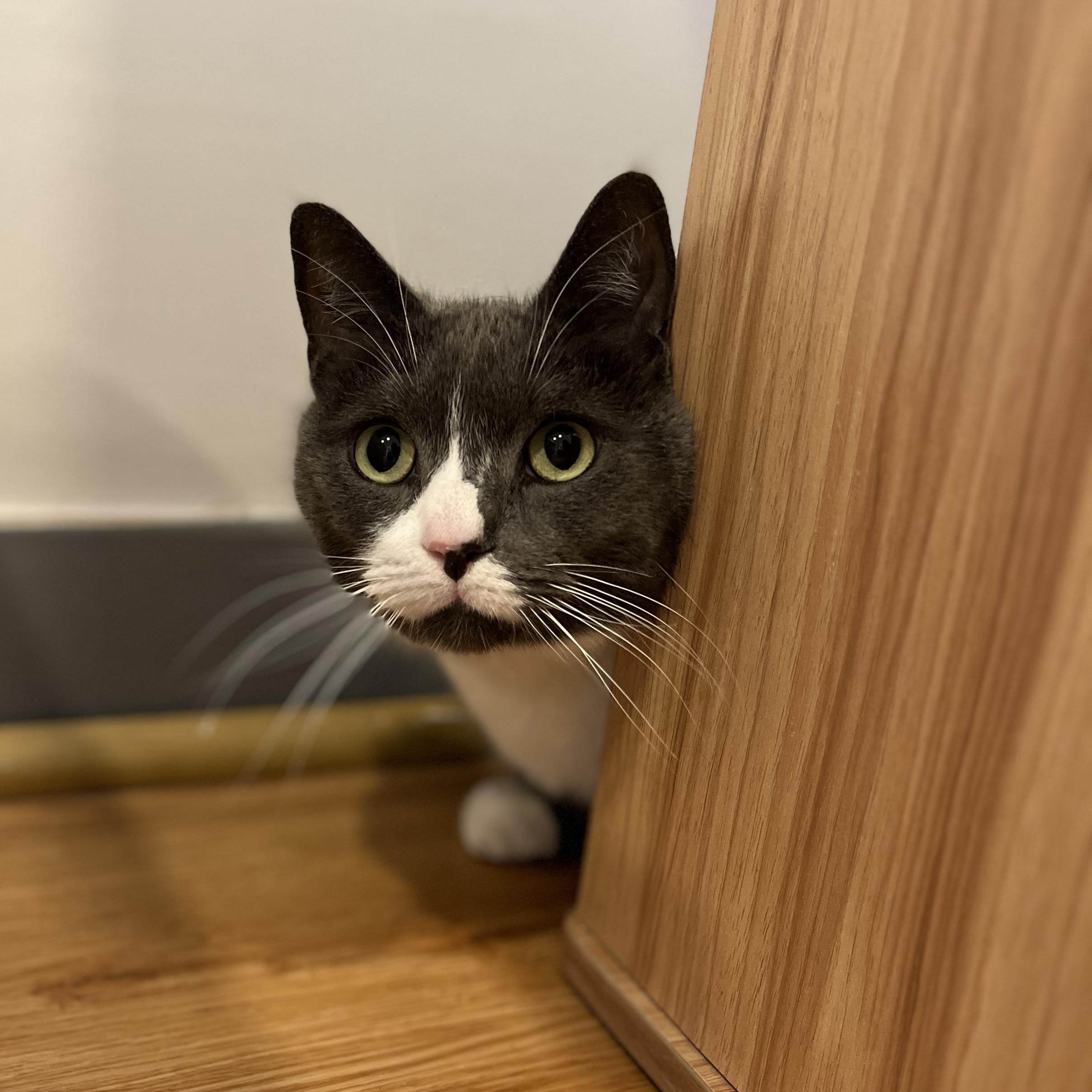 Eddie, ADOPTABLE, Adult Male American Shorthair.