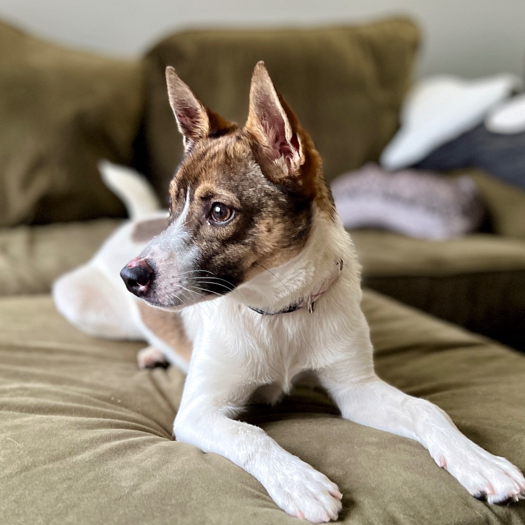 Carlton, Adopted, Puppy Male Rat Terrier.