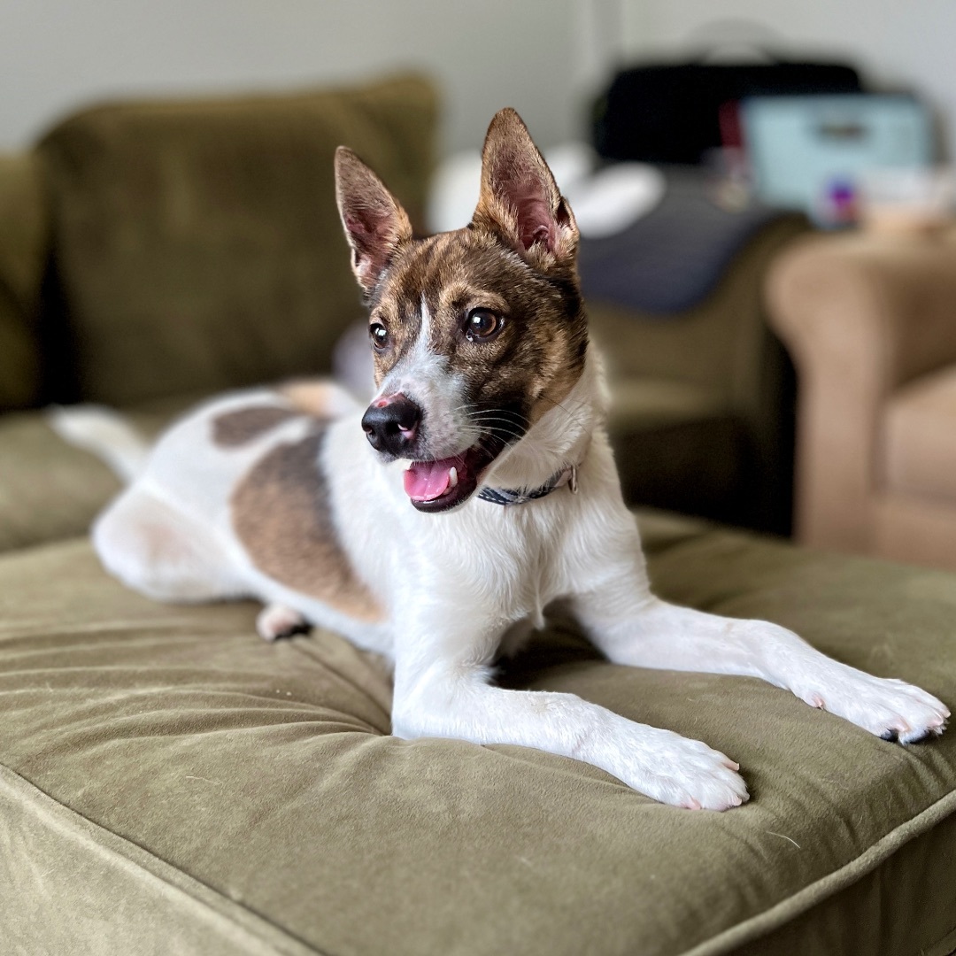 Enlarge Carlton, a Adopted mixed breed in Roseville, MI image 2/5