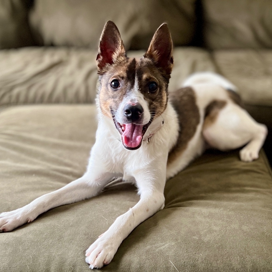 Enlarge Carlton, a Adopted mixed breed in Roseville, MI image 3/5