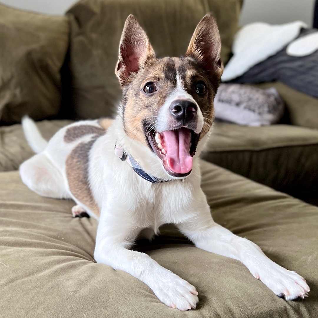 Enlarge Carlton, a Adopted mixed breed in Roseville, MI image 4/5