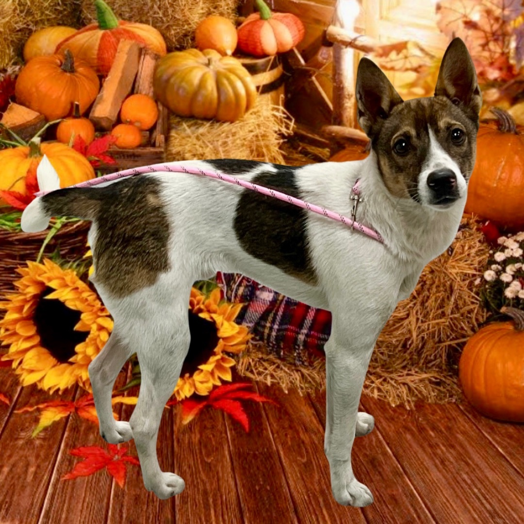 Enlarge Carlton, a Adopted mixed breed in Roseville, MI image 5/5