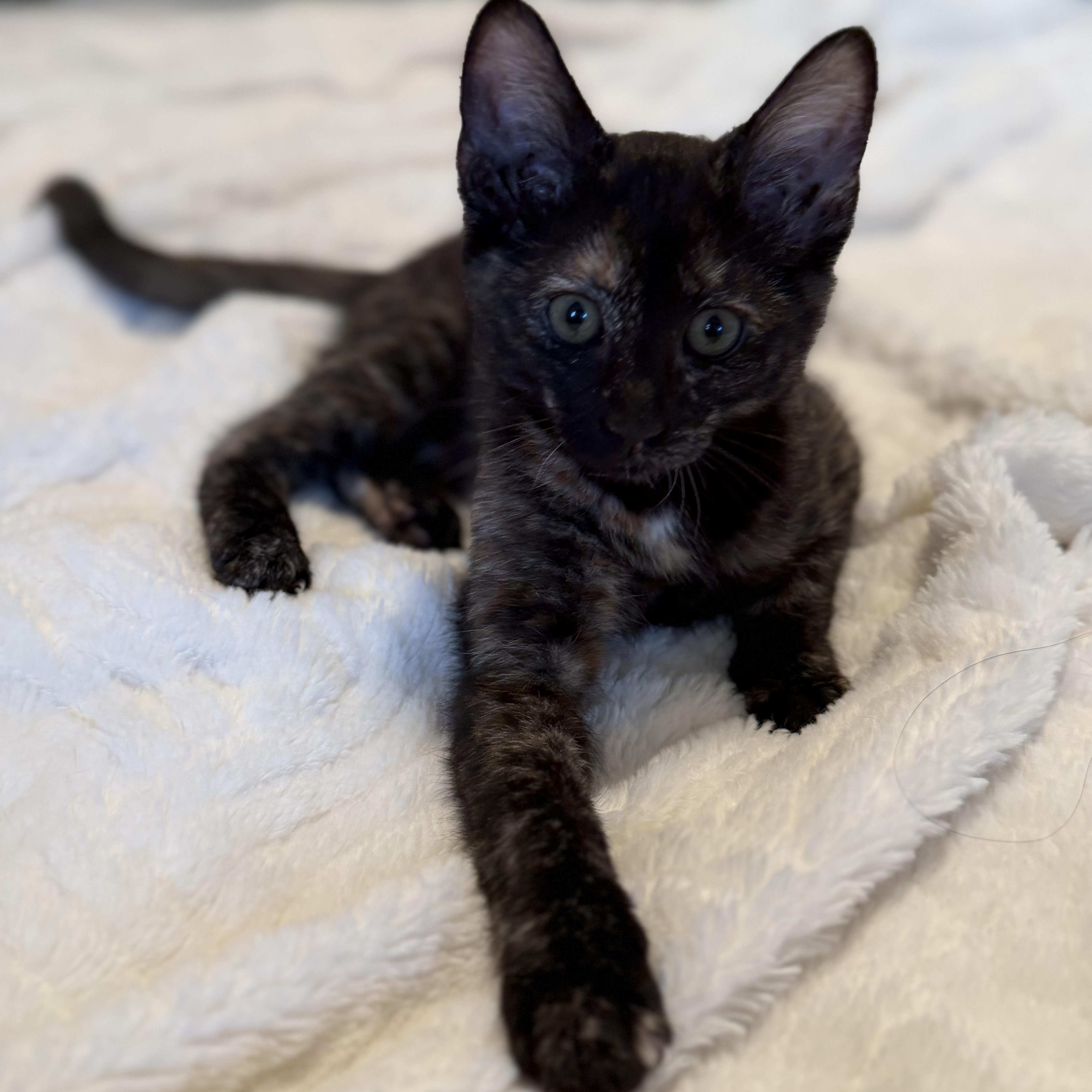 Enlarge Mocha, an adopted Tortoiseshell in Fresno, CA image 1/1