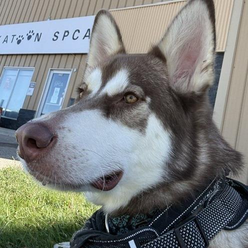 Enlarge Milo, a Adoptable mixed breed in Saskatoon, SK image 1/6