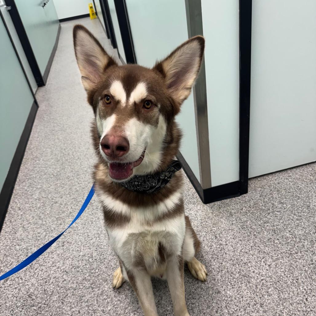 Enlarge Milo, a Adoptable mixed breed in Saskatoon, SK image 2/6