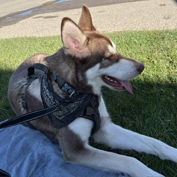 Enlarge Milo, a Adoptable mixed breed in Saskatoon, SK image 3/6