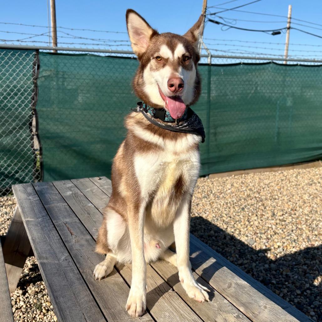 Enlarge Milo, a Adoptable mixed breed in Saskatoon, SK image 4/6