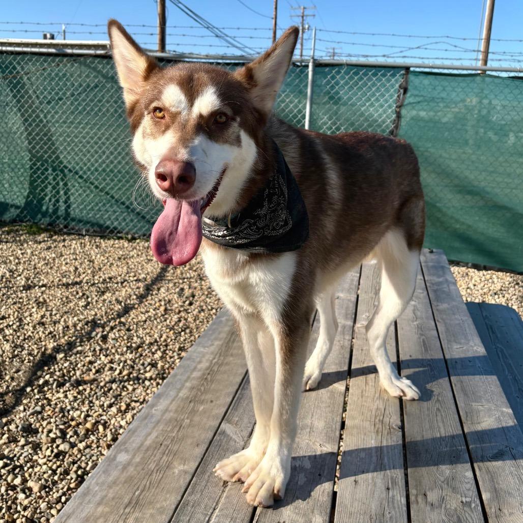 Enlarge Milo, a Adoptable mixed breed in Saskatoon, SK image 5/6