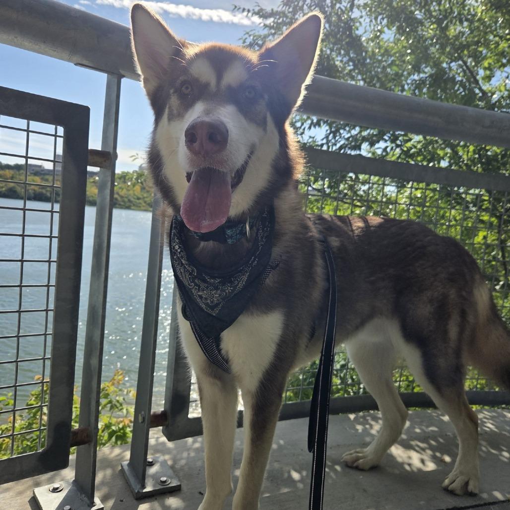 Enlarge Milo, a Adoptable mixed breed in Saskatoon, SK image 6/6