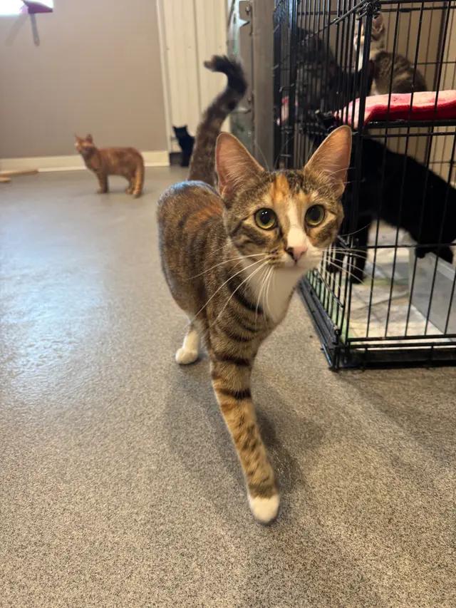 Enlarge Penelope, a ADOPTABLE Domestic Short Hair in Seward, NE image 1/1