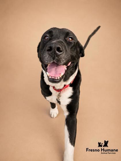 Bojingles, Adoptable, Senior Male Mastiff & Labrador Retriever.