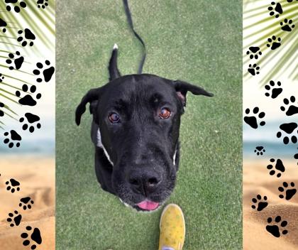 Bojingles, a Adoptable mixed breed in Fresno, CA image 2/2